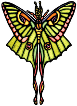 Load image into Gallery viewer, ST399: Luna Moth - Pack of 12