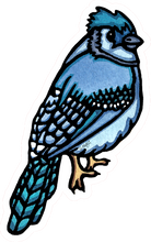 Load image into Gallery viewer, ST347: Blue Jay - Pack of 12