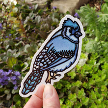 Load image into Gallery viewer, ST347: Blue Jay - Pack of 12
