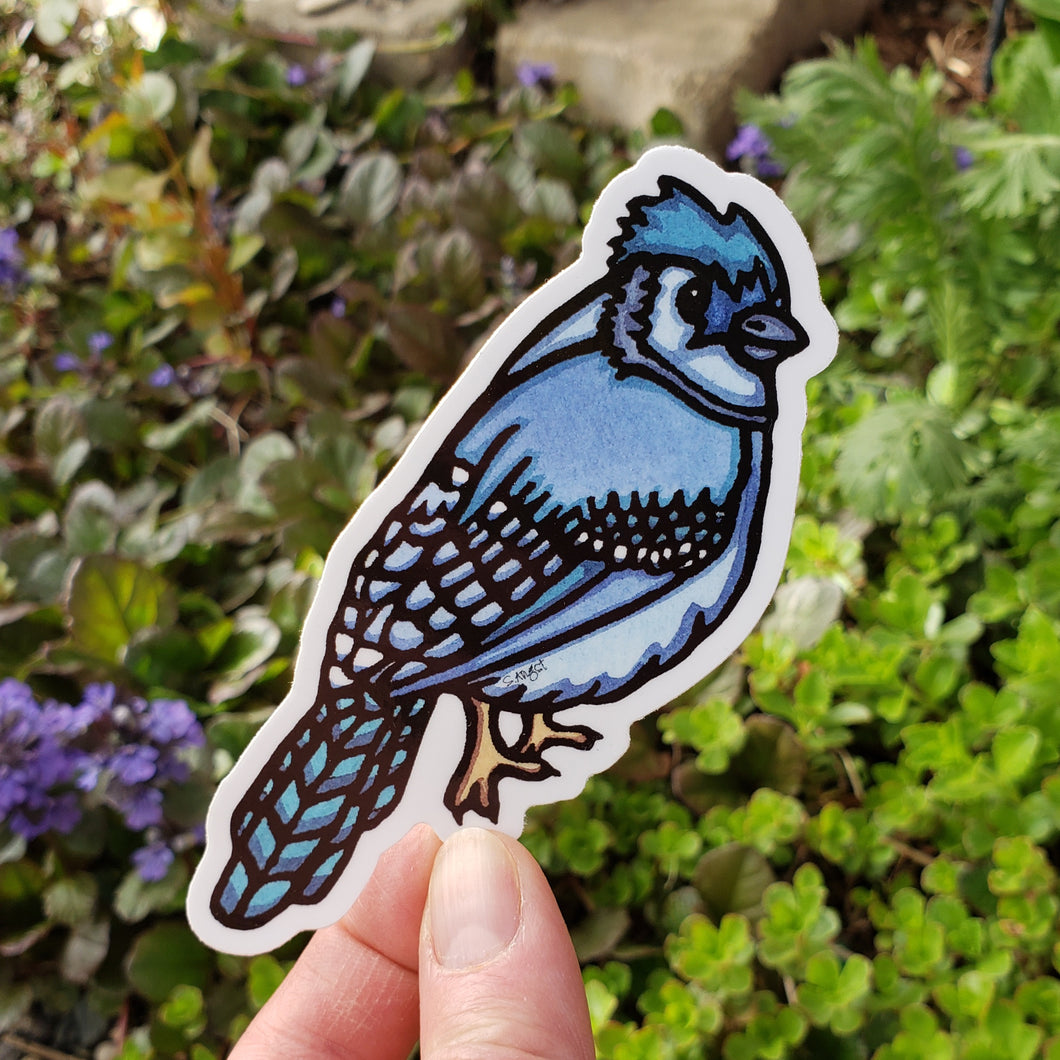 ST347: Blue Jay - Pack of 12