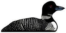 Load image into Gallery viewer, ST293: Loon Sticker - Pack of 12
