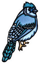 Load image into Gallery viewer, ST347: Blue Jay - Pack of 12
